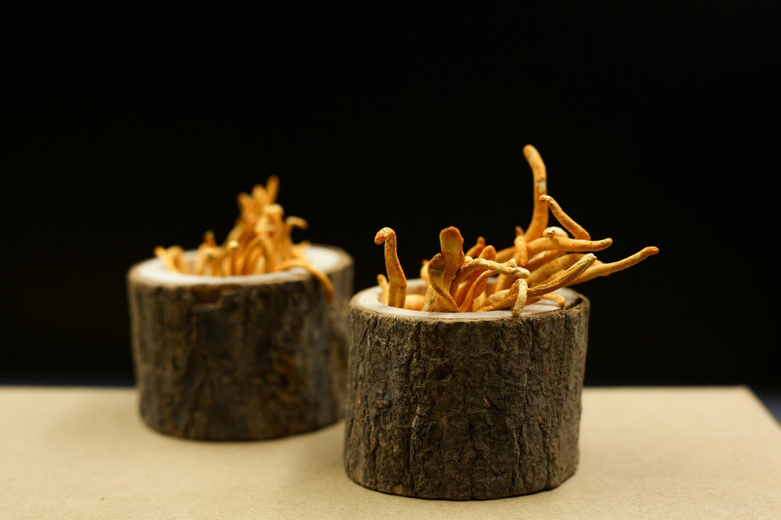 Kordyceps