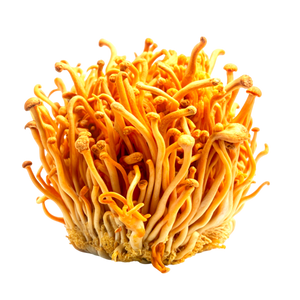 CORDYCEPS